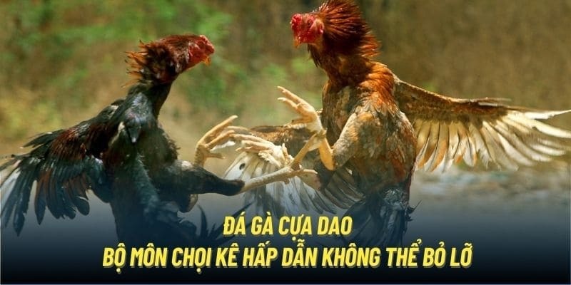 Tại sao nên tham gia đá gà cựa dao trực tuyến tại ww88?