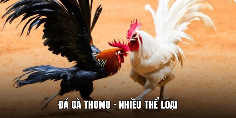 Đa dạng loại hình tham gia đặt cược trường đấu Thomo siêu thú vị